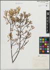 Foto von Salix repens subsp. incubacea (L.) A. Neumann